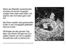 Bilderbuch-Amsel-SW-17.pdf